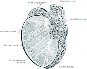 With a single elegant vertical (rather than horizontal) incision, all anatomic lobules can be exposed without invading the inside of the testicle, and doing no harm to it.