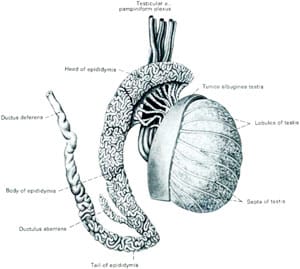 Route of sperm transport from the testis to epididymis to the vas deferens.