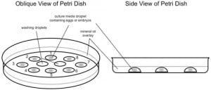 Petri dish set-up for IVF culture in microdroplets under perfect conditions that would ideally be found in your own fallopian tube and uterus. 