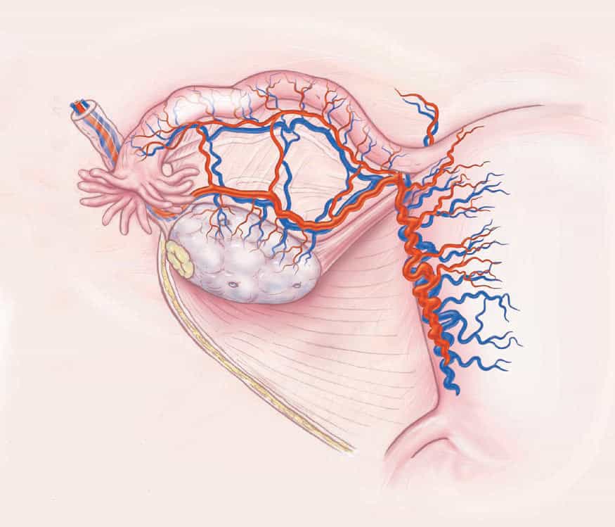 Pregnancy After Ovary Transplant The Infertility Center Of St Louis