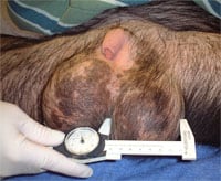 Chimpanzee testicles and sperm production are huge because of its better Y chromosome.