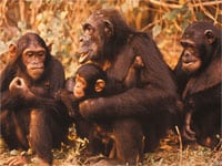 Chimpanzees have sperm competition in their mating pattern.