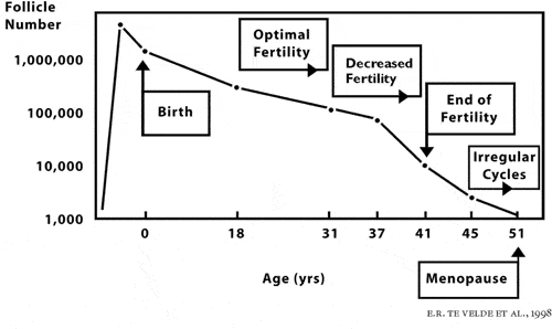 FIGURE 3: The decreasing follicle pool and age-related decline in female fertility.