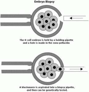 embryo_biopsy