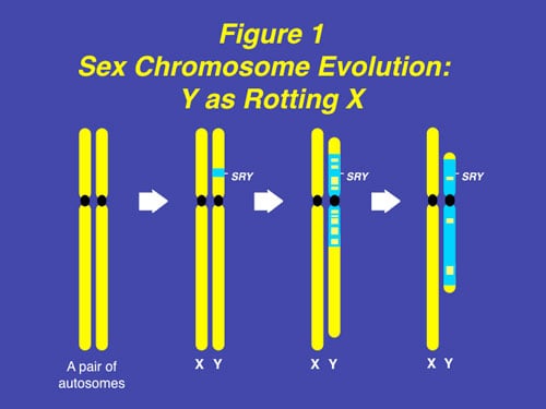 Figure 1: The Y chromosome evolved over 300 years from what was originally just an ancestral pair of ordinary chromosomes, with degeneration of its X homologous genes and recruitment of “male benefit” genes.