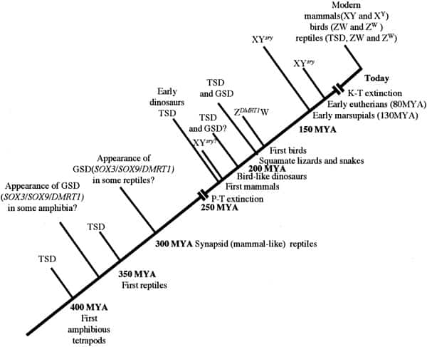 Chronology of sex determination during geologic time. In this scenario, TSD is assumed to have been the dominant form of sex determination for much of the Paleozoic era from 500 to 245 MYA. We suggest that GSD (both XY and ZW forms) evolved in some amphibian and reptilian groups (notably synapsids and sphenodonts) before the Permian extinction (P-T) event of 245 MYA. Archosaurs had probably not developed GSD at the time of their appearance in the mid-Triassic but that a ZW form had arisen in the group giving rise to the Ornithuriae. In common with amphibians and fish, these reptiles and the earliest mammals independently developed a "primitive" homomorphic set of sex chromosomes (XY or ZW) derived from ancestral autosomes. In time, the nonrecombining regions on the Y and W contributed to a process of decay and reduction that has led to markedly heteromorphic sex chromosomes in eutherians and marsupials (XY) and in carnite birds and vipers (ZW). To date, no heteromorphic sex chromosomes have been observed in amphibian or fish species that use GSD. Miller. Sex determination and dinosaur extinction. Fertil Steril 2004.