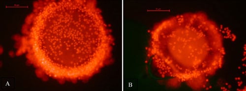 Figure 1 Wolf oocytes vitrified using the cryotop method, and stained with propidium iodide to assess membrane integrity post-thaw. A) A Mexican gray wolf oocyte that remained viable after vitrification and thawing. B) A Mexican gray wolf oocyte that was not viable after vitrification and thawing. Bars represent 50 µm.