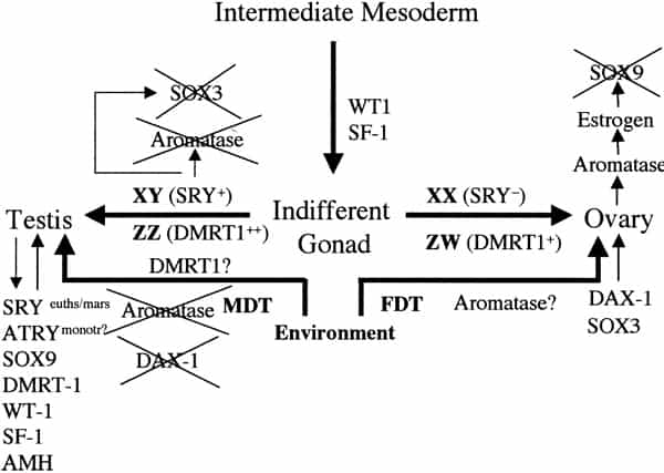 Sex determination and differentiation pathways in GSD and TSD animals. Sex determination pathways and the genes involved or suspected of being involved are represented by thick arrows. Thin arrows represent gene pathways involved in sexual differentiation. In eutherian mammals with male heterogamety (XX females and XY males), SRY is the male-determining switch. The equivalent switch in bird and snake female heterogamety (ZZ males and ZW females) is not known, although the testis-specific gene DMRT1 is absent on the W and hence only one copy is present in females, which suggests a possible chromosome-dependent, dose (+female or ++male) response mechanism of sex determination. SRY is also implicated in downregulation of SOX3 and aromatase expression and upregulation of SOX9. In TSD, male-determining temperatures (MDT) are permissive for SOX9, DMRT1, and AMH expression and refractory to DAX1 and SOX3 expression, both involved in female sexual differentiation. Unlike SRY, none of these genes are expressed as a prelude to sex determination (as is also the case for DMRT1 in birds), hence the controlling switch through which temperature operates in TSD remains elusive. The dosage of DMRT1 expressed at male- or female-permissive temperatures might be significant in this respect. Orthologues of these genes (except SRY) are commonly expressed during sexual differentiation across mammalian and reptilian species, regardless of sex-determining mechanism. Miller. Sex determination and dinosaur extinction. Fertil Steril 2004.