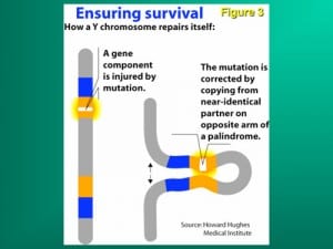 Figure 3: The Y chromosome cannot repair itself by ordinary meiosis with its homologous mate, and therefore has to try to recombine with itself (gene conversion). 