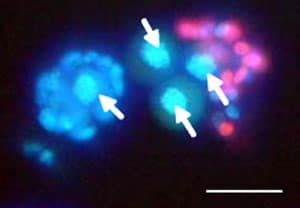 Figure 3: Surviving oocytes (arrows) of pre-antral follicles of vitrified–thawed bovine ovarian tissue (Hoechst/propidium iodide stain). Scale bar represents 50 μm.