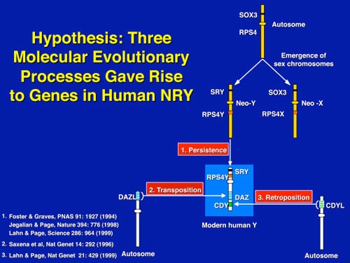 Figure 4: Diagram showing the evolutionary accumulation of male specific genes to the Y chromosome, by transposition, retroposition, and persistence.