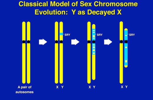 Figure 5: Evolution of Y chromosome from what was originally a pair of ordinary autosomes 300,000,000 years ago.