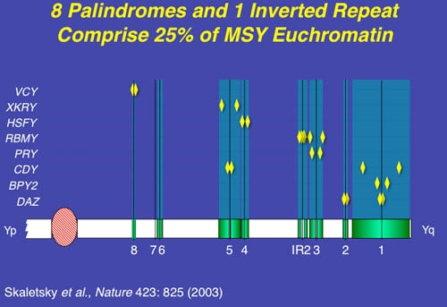 Figure 6: All "male benefit" spermatogenic genes on the Y have accumulated in ampliconic regions of repeat DNA sequences and inverted repeat DNA sequences. 