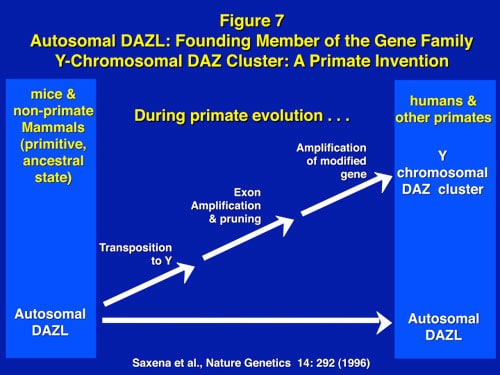 Figure 7: The DAZ gene on the Y is an example of a “male benefit” gene which transposed from its ancestral position on human chromosome 3, 30 million years ago, to the Y where it was amplified four-fold with multiple copies.