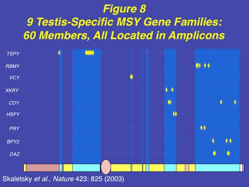 Figure 8: All nine testis specific spermatogenesis gene families in the Y exist in the ampliconic multiple (60 members) copy sequences.