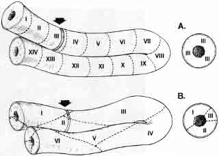 Figure 4A, The upper figure demonstrates the orderly wave of spermatogenesis seen in virtually all animals except the human, whereby a cut through any particular seminiferous tubule will show only one distinct stage of spermatogenesis. B, The lower figure demonstrates the scattered mosaic arrangement of the various stages of spermatogenesis in humans, which does not proceed in an orderly wave down the tubule. Inset shows cross-section.