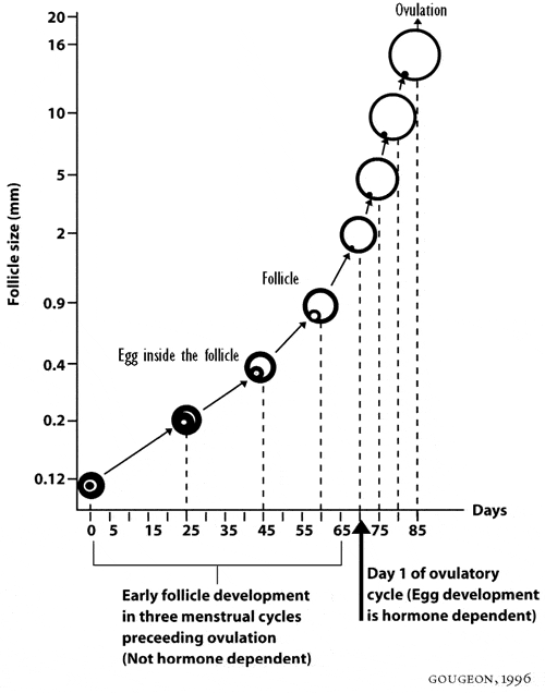 FIGURE 5: Eight-five days of follicle development.