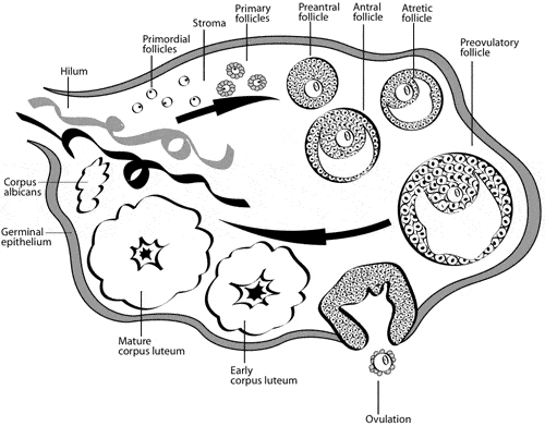 FIGURE 4: Various stages of follicles in the human ovary. 