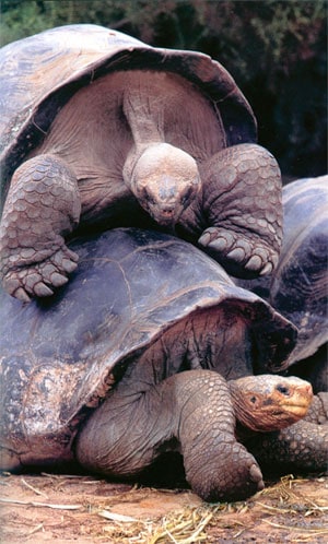 giant-tortoises-mating.