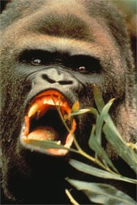 Gorillas have no sperm competition in their mating system.