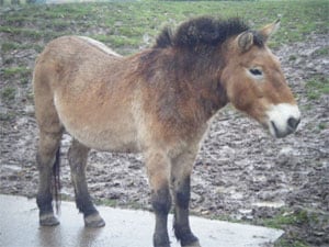 Przewalski’s horses are smaller than most domestic horses, and have a short muscular body. They have a reddish-brown coat and pale belly with a white muzzle, and dark, erect mane.