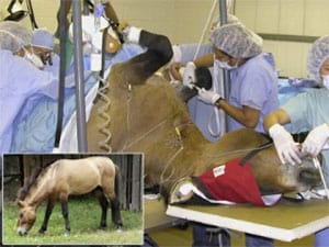 Dr. Silber performs vasectomy reversal at the Smithsonian National Zoo on a rare Przewalski’s horse.