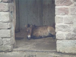 Przewalski’s horse