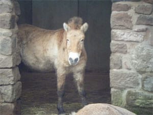 Przewalski’s horse