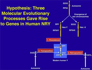 Supplimental Figure 2. Diagram showing the evolutionary accumulation of male-specific genes to the Y chromosome by transposition, retroposition, and persistence (15, 138).