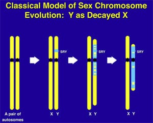 Supplimental Figure 3. Evolution of Y chromosome from what was originally a pair of ordinary autosomes 300,000,000 years ago.