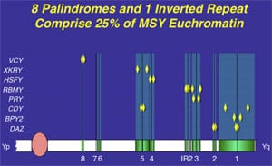 Supplimental Figure 4. All ''male-benefit'' spermatogenic genes on the Y chromosome have accumulated in ampliconic regions of repeat DNA sequences and inverted repeat DNA sequences (8) (references are as provided in the original print article).