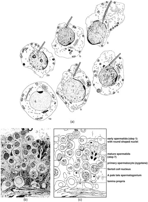 Figure 6 (a) Drawings of the stages of spermiogenesis after the second meiotic division has occurred. Prior to the formation of the tail, the round spermatid can always be recognised by the prominent acrosomal vesicle (1a). As the acrosomal vesicle recedes, the tail begins to form. (Holstein & Runge, 1981). (b) Electron micrograph of a section of human spermatogenesis demonstrating pale 'Type A' spermatogonia, Sertoli cell nuclei, pachytene spermatocytes, early round spermatids with acrosomal vesicle, and mature spermatids with an oval, dark staining head. (Holstein & Roosen-Runge, 1981). (c) Diagrammatic depiction of Figure 13b with labelling of the specific cells involved in spermatogenesis. (Holstein & Roosen-Runge, 1981).