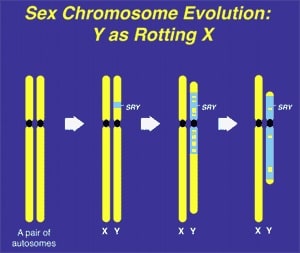 Figure 1. The Y chromosome evolved over 300 years from what was originally just an ancestral pair of ordinary chromosomes, with degeneration of its X homologous genes and recruitment of "male benefit" genes.