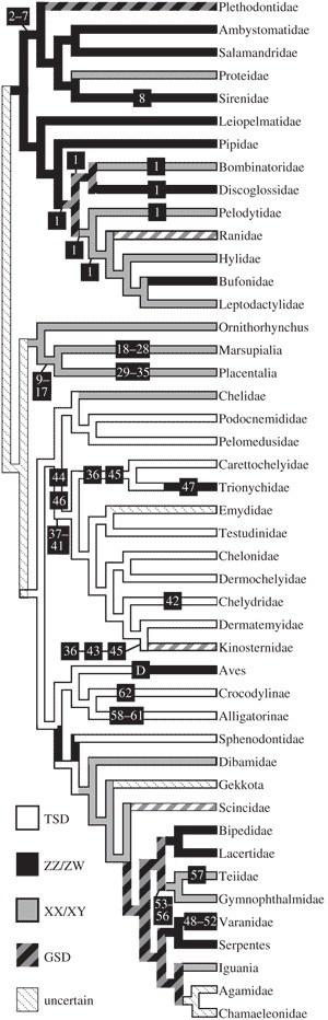 Figure 1. Most parsimonious optimization of sex-determining mechanisms on a phylogeny of extant tetrapods. Numbers indicate where extinct taxa of the Hell Creek Formation attach to this tree (see the first column of table 1). D, Dinosauria. Hatched branches indicate polymorphism (terminal branches) or ambiguity (internal branches). See the electronic supplementary material for studies that support this topology, the placement of extinct taxa, and for taxa whose SDM could not be reconstructed. 