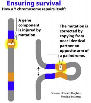 Figure 3. The Y chromosome cannot repair itself by ordinary meiosis with its homologous mate, and therefore, has to try to recombine with itself (gene conversion).