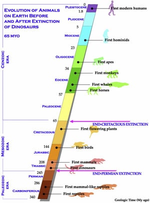 Figure 6. Evolution of animals on Earth before and after extinction of dinosaurs – a review of this summary of the evolution of life on earth demonstrates several major extinction events related to massive global environmental changes. The K-T event of 65 million years ago resulted in sudden loss of the most dominant animals in history, the dinosaurs. 