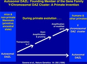 Figure 7. The DAZ gene on the Y is an example of a "male benefit" gene which transposed from its ancestral position on human chromosome 3, 30 million years ago, to the Y where it was amplified fourfold with multiple copies.