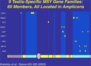 Figure 8. All nine testis specific spermatogenesis gene families in the Y exist in the ampliconic multiple (60 members) copy sequences.