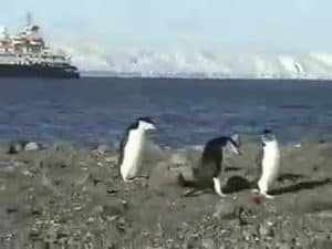 Dr. Silber's Expedition to Antarctica (1 of 2)