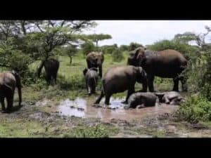 FATHER AND SON CAMPING IN AFRICA