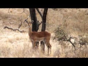 Impala Hunt