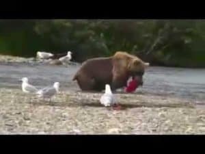 Playing with the Grizzlies Before Pebble Mine Destroys our Wilderness