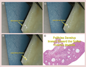 Figure 6 - Womens Health