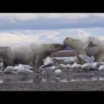 Polar Bears and Glaciers 2016