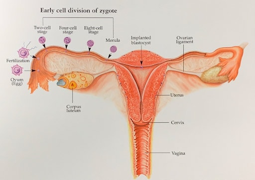 Early Cell Division of Zygote