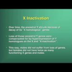 Dr. Silber's Scientific Talk: The Role of the Y Chromosome in Infertility