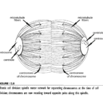 figure 13-3