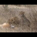 Serengeti Drought & Predator Drama: Cheetah Chase, Leopards, Gorillas & More