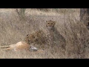 Serengeti Drought & Predator Drama: Cheetah Chase, Leopards, Gorillas & More