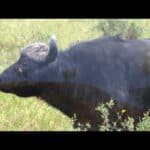 Equator Light & Wildlife Families: Cubs, Giraffes, Vultures, Baboons & More